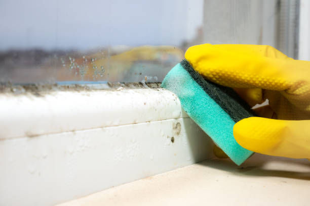 Best Mold Removal for HVAC Installations  in Stepney, CT